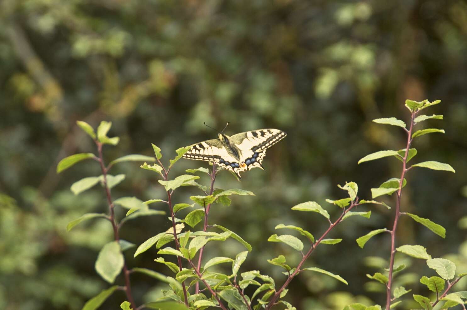 Image of Old World Swallowtail