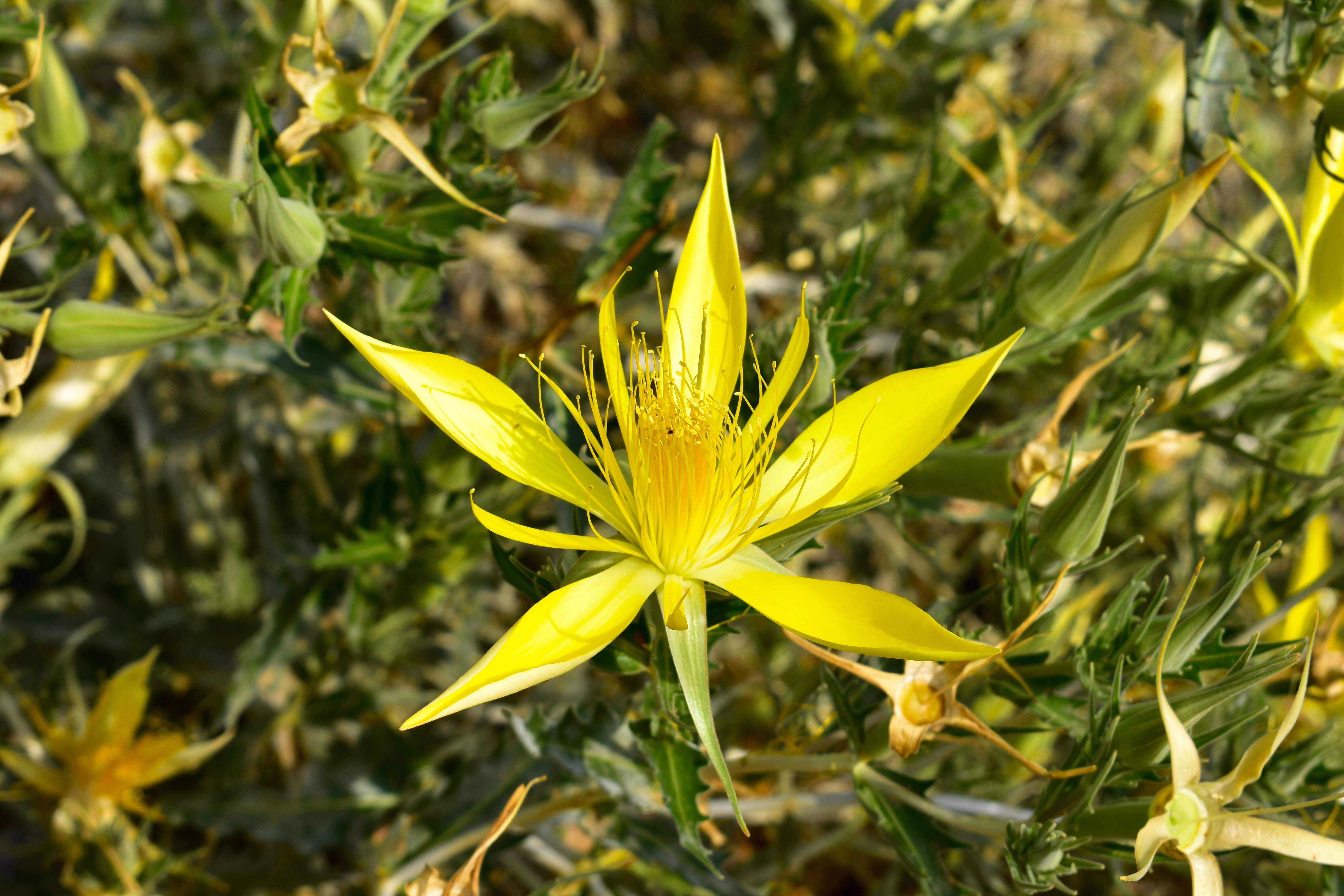 Image of giant blazing star