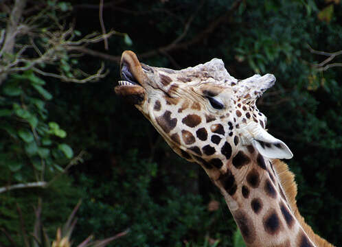 Plancia ëd Giraffa camelopardalis (Linnaeus 1758)