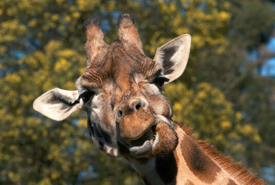 Image of Giraffe