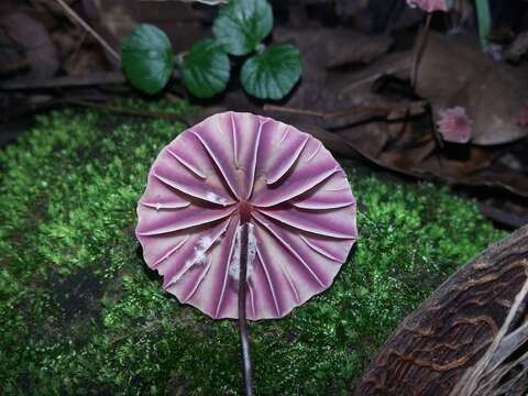 Image of Marasmius tageticolor