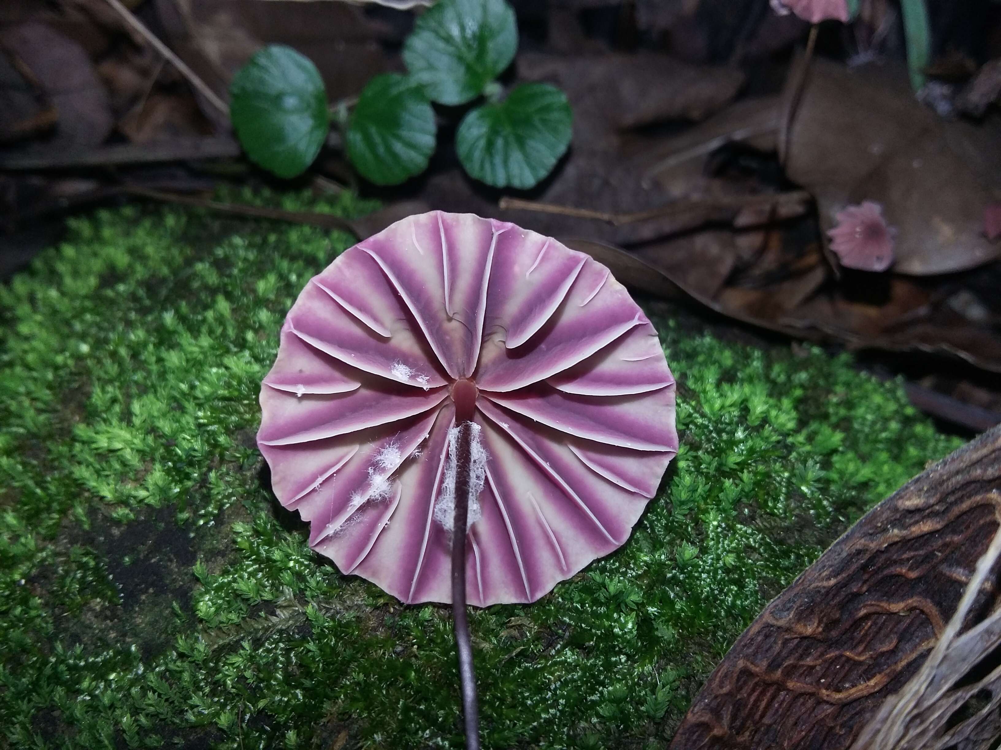 Imagem de Marasmius tageticolor