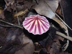 Image of Marasmius tageticolor