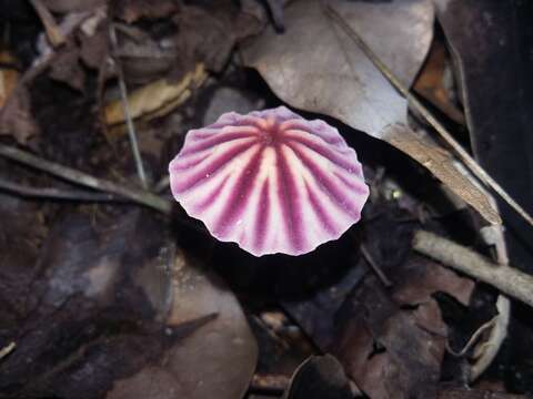 Imagem de Marasmius tageticolor