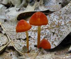 Imagem de Marasmius sullivantii