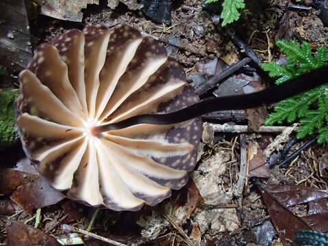 Imagem de Marasmius amazonicus Henn. 1904