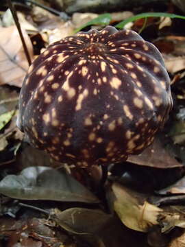 صورة Marasmius amazonicus Henn. 1904