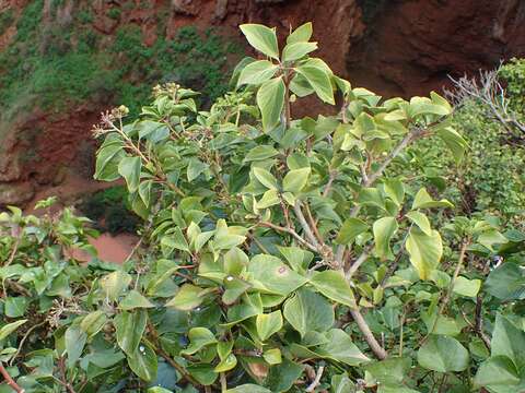 Image of Hedera maroccana McAll.