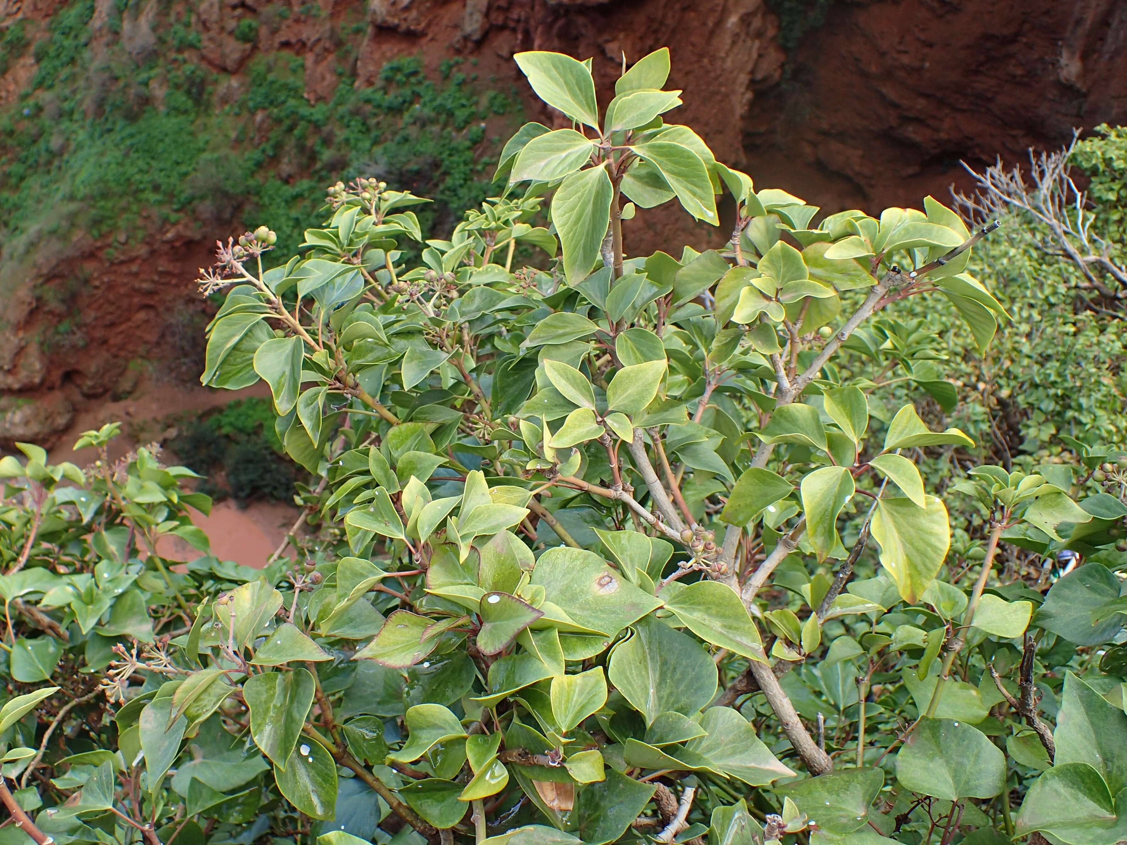 Image of Hedera maroccana McAll.