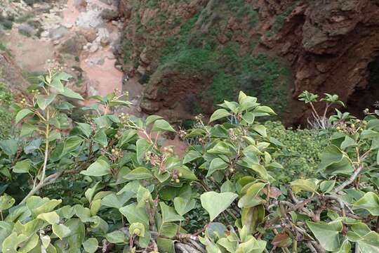 Image of Hedera maroccana McAll.