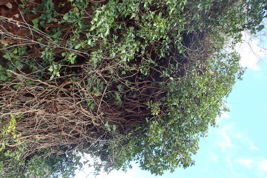 Hedera maroccana McAll.的圖片