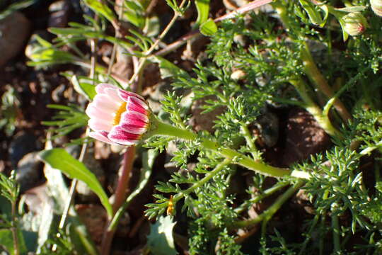 Image of Atlas Daisy