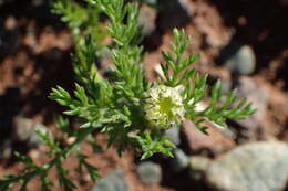 Image of Atlas Daisy