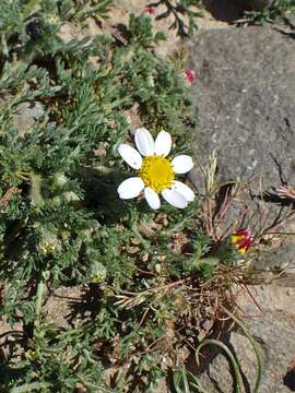 Image of Atlas Daisy