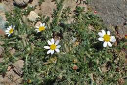 Image of Atlas Daisy