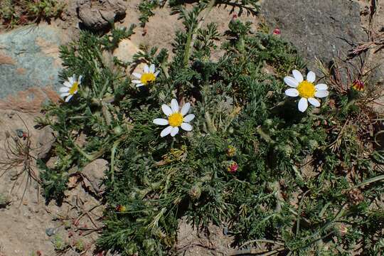 Image of Atlas Daisy