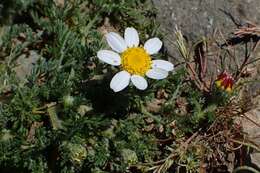 Image of Atlas Daisy