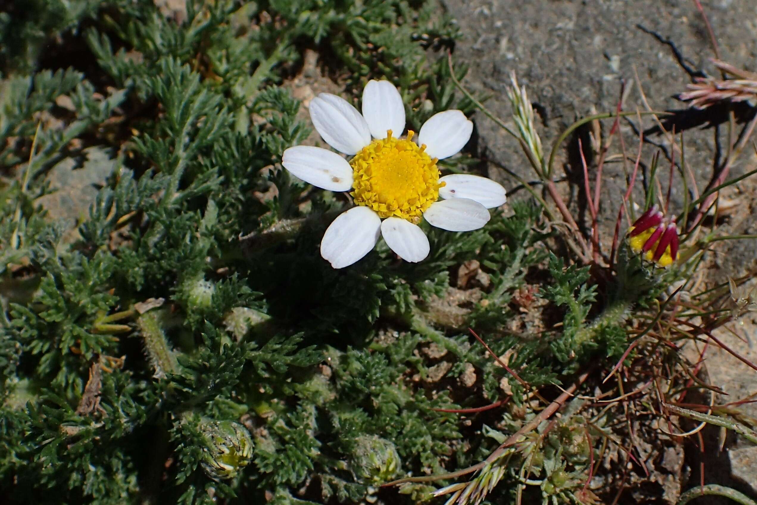 Image of Atlas Daisy