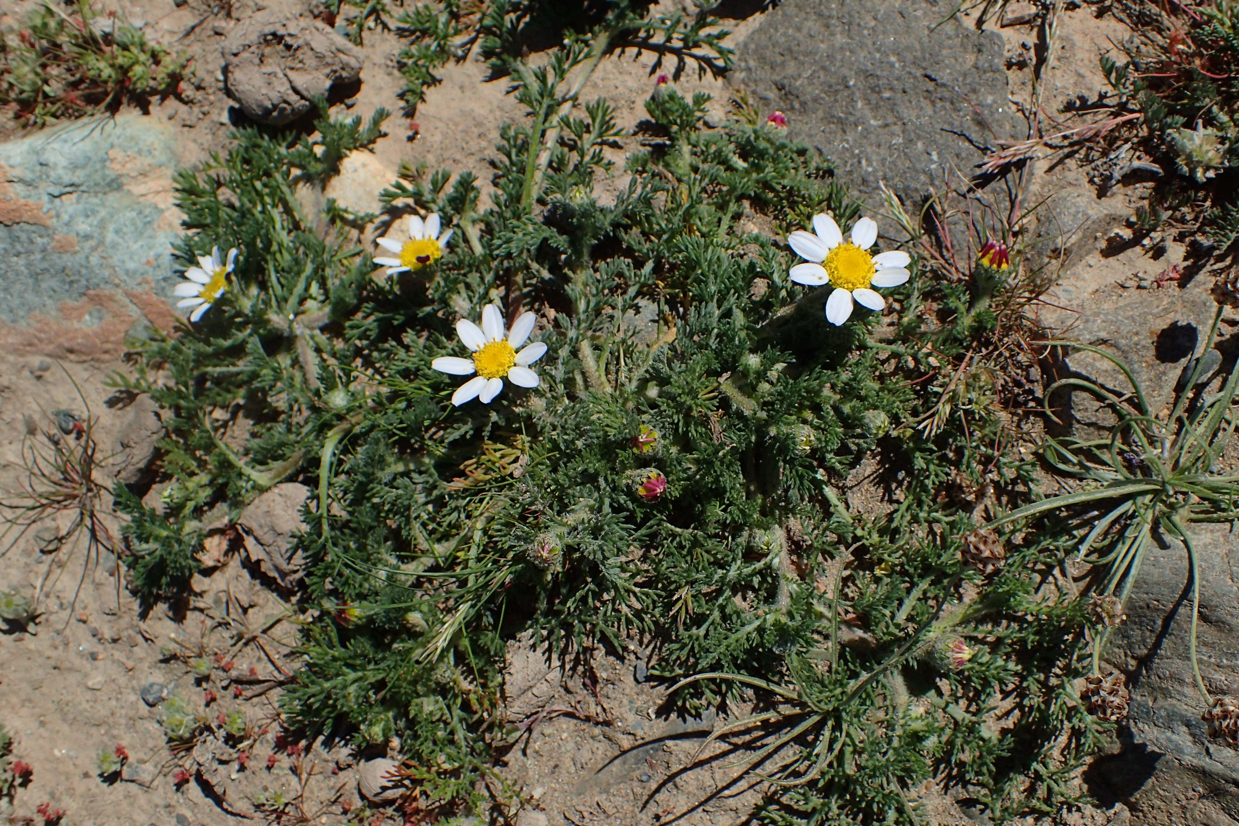 Image of Atlas Daisy