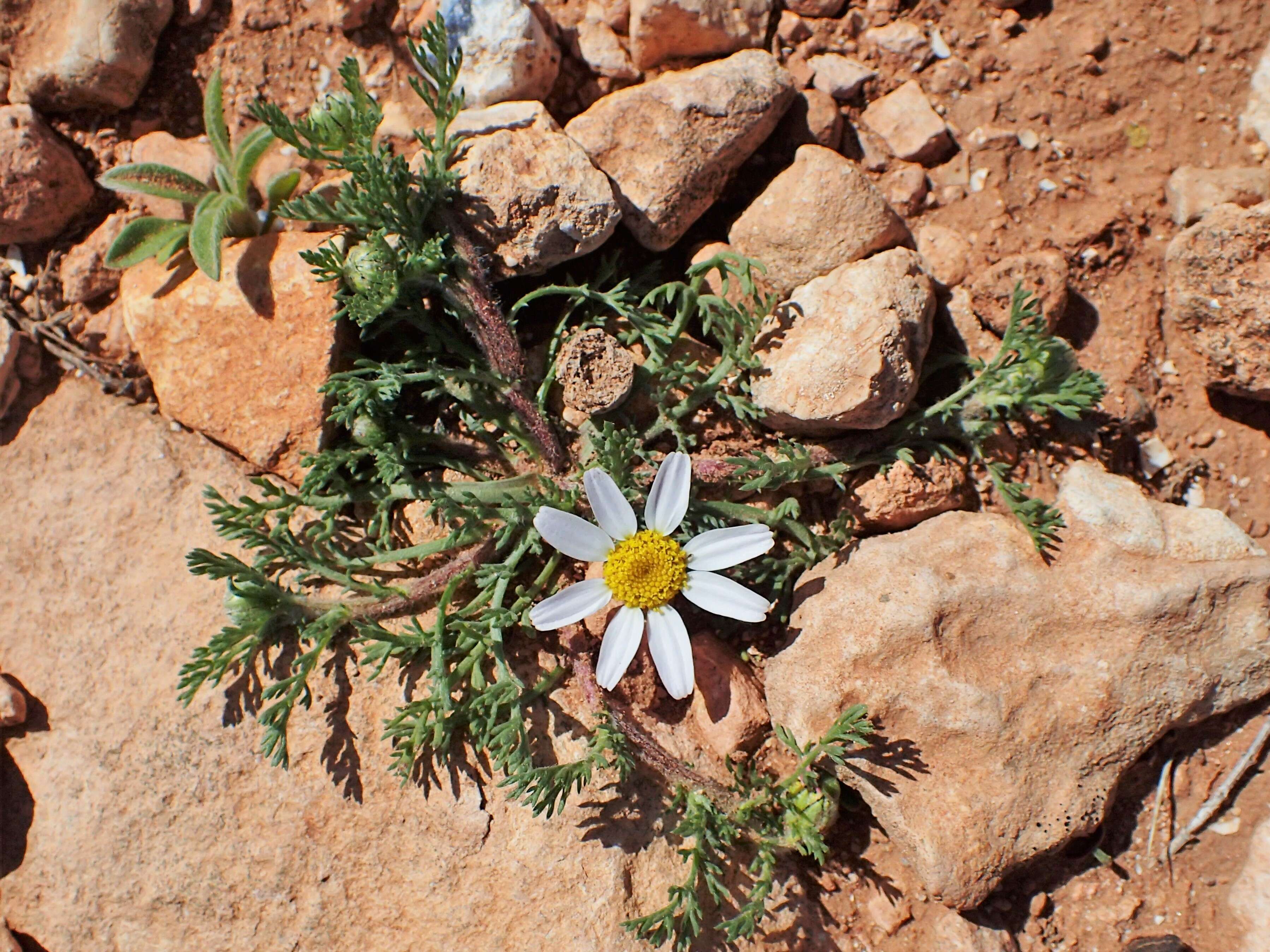 Image of Atlas Daisy