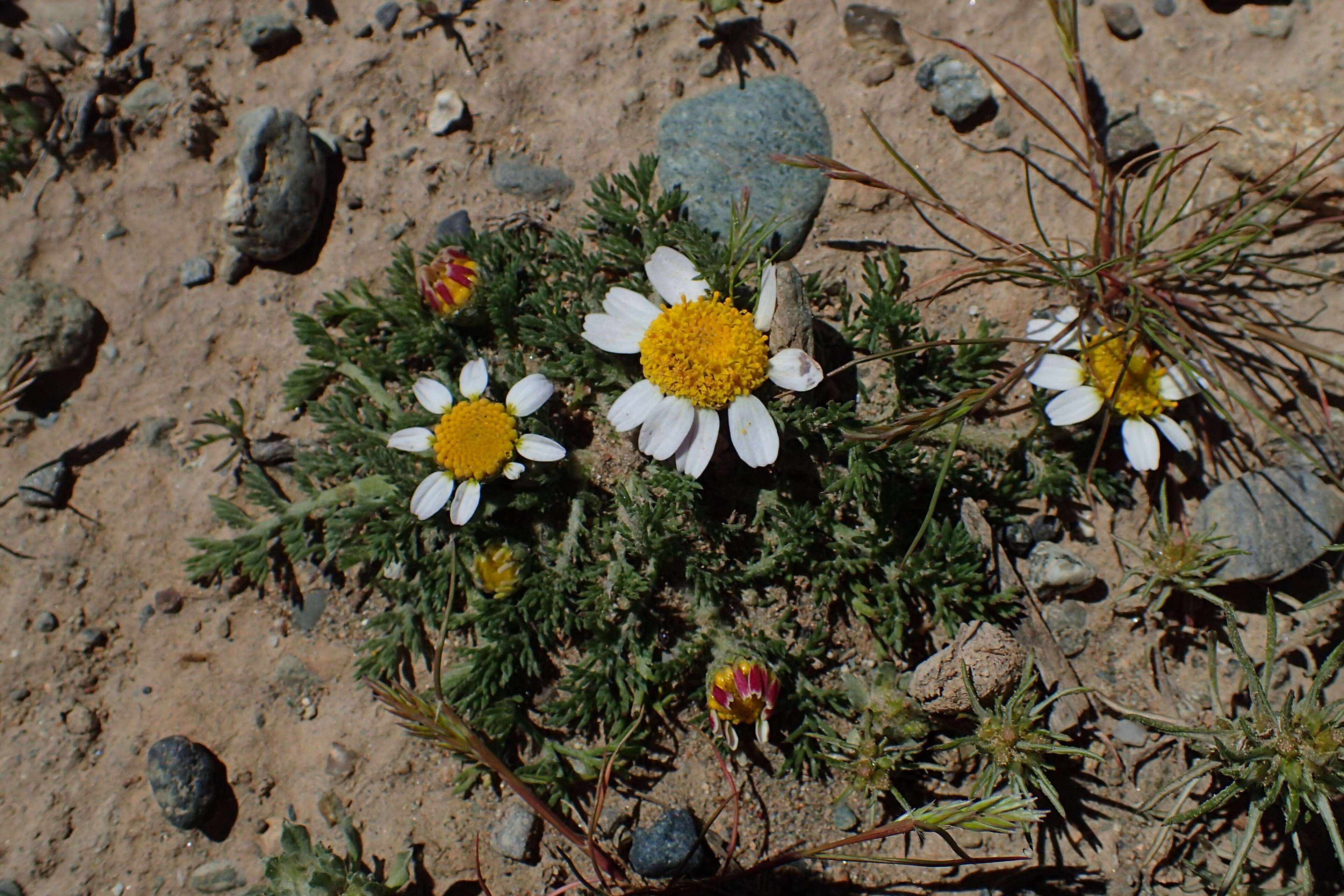 Image of Atlas Daisy