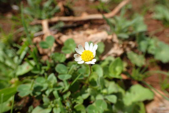 Image of Bellis annua subsp. microcephala (Lange) Nym.