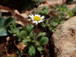 Image of Bellis annua subsp. microcephala (Lange) Nym.