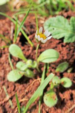 Image of Bellis annua subsp. microcephala (Lange) Nym.