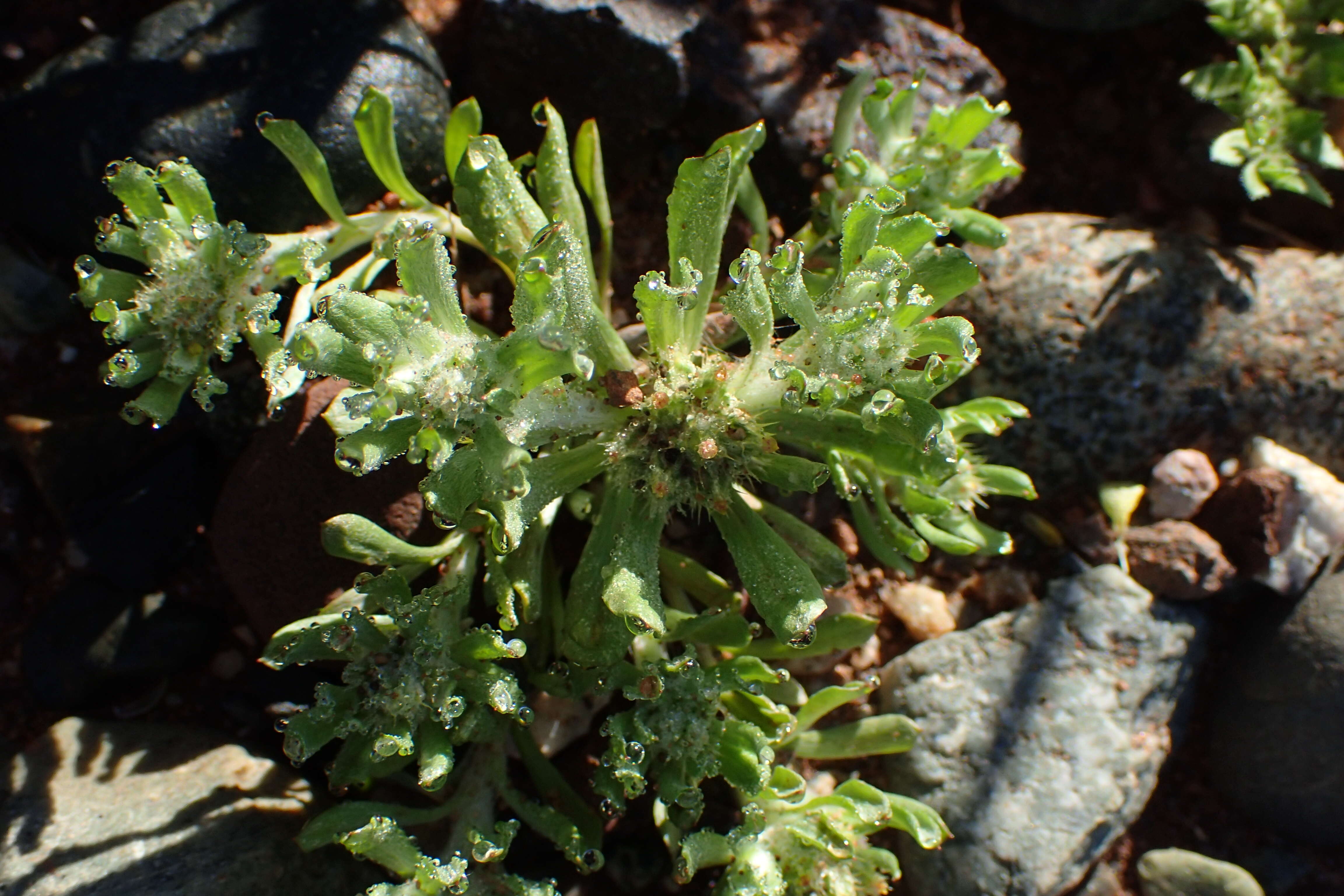 Image of broad-leaved cutweed