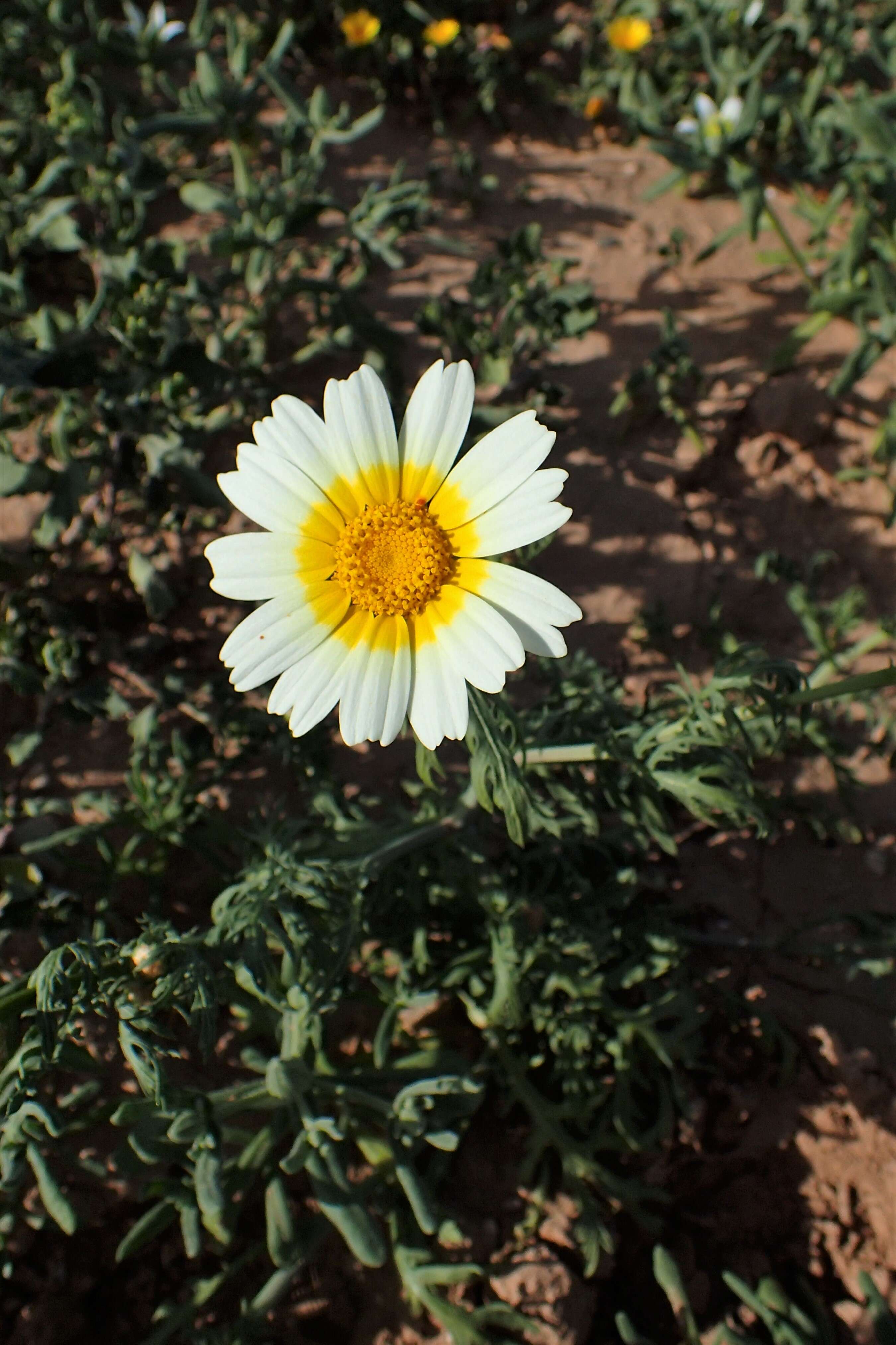 Image of Crown daisy