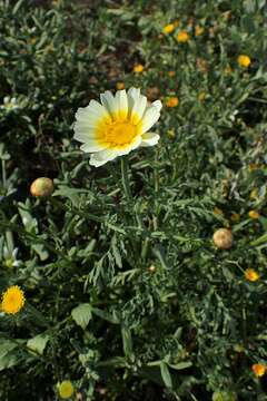 Слика од Glebionis coronaria (L.) N. N. Tzvel.