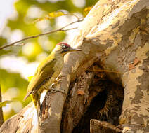 Image of Eurasian Green Woodpecker