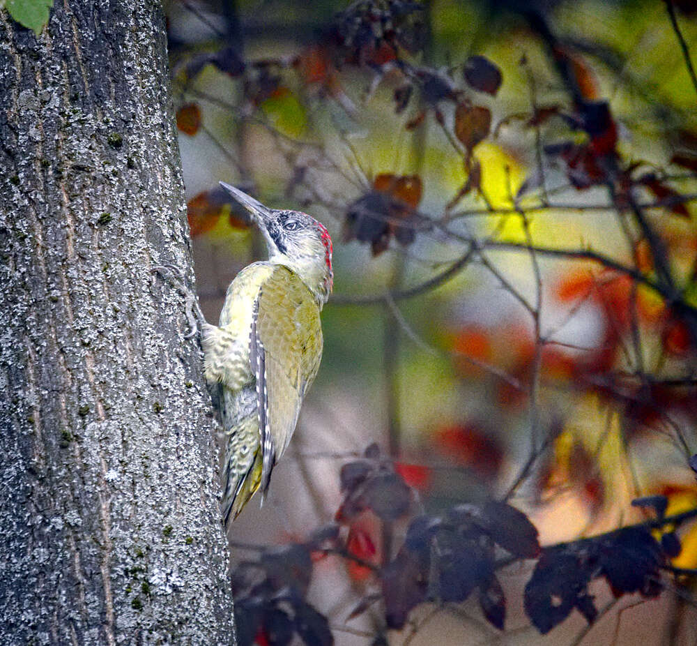 Image of Eurasian Green Woodpecker