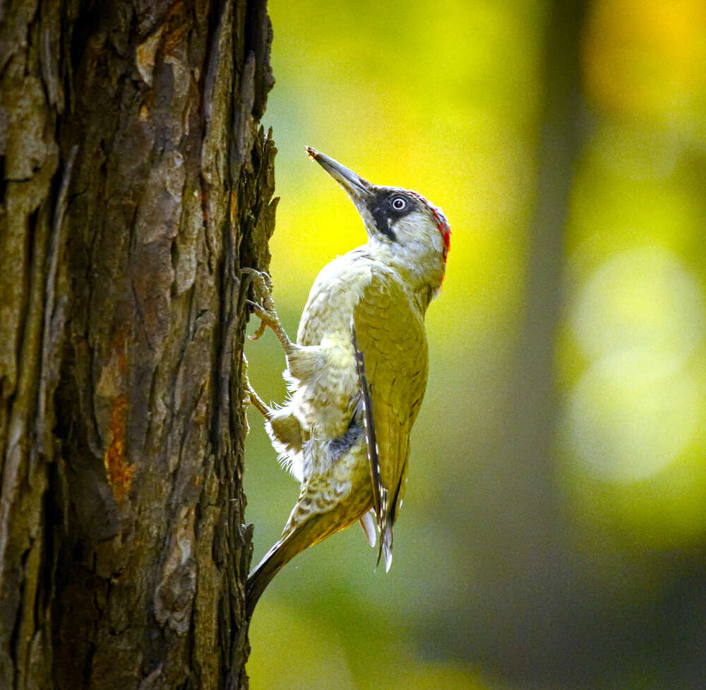 Image of Eurasian Green Woodpecker