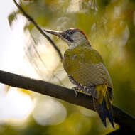 Image of Eurasian Green Woodpecker