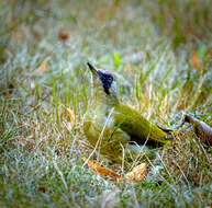 Image of Eurasian Green Woodpecker