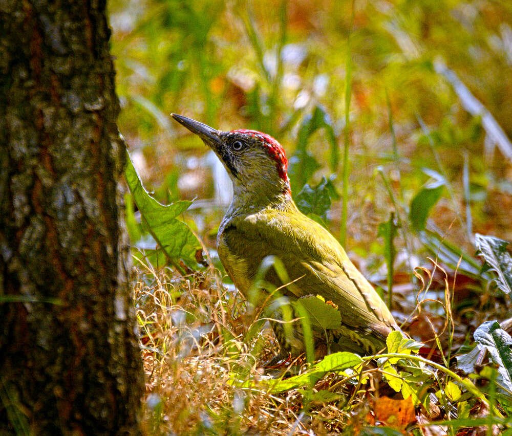 Image of Eurasian Green Woodpecker