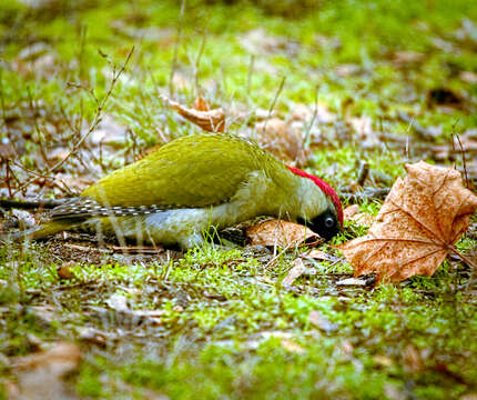 Image of Eurasian Green Woodpecker