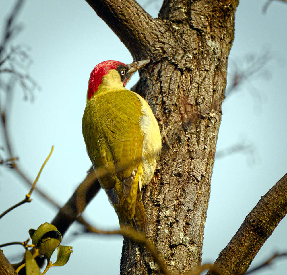 Image of Eurasian Green Woodpecker