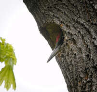 Image of Eurasian Green Woodpecker