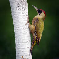 Image of Eurasian Green Woodpecker