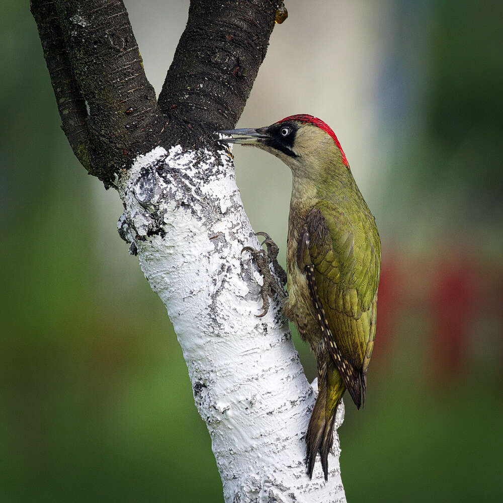 Image of Eurasian Green Woodpecker