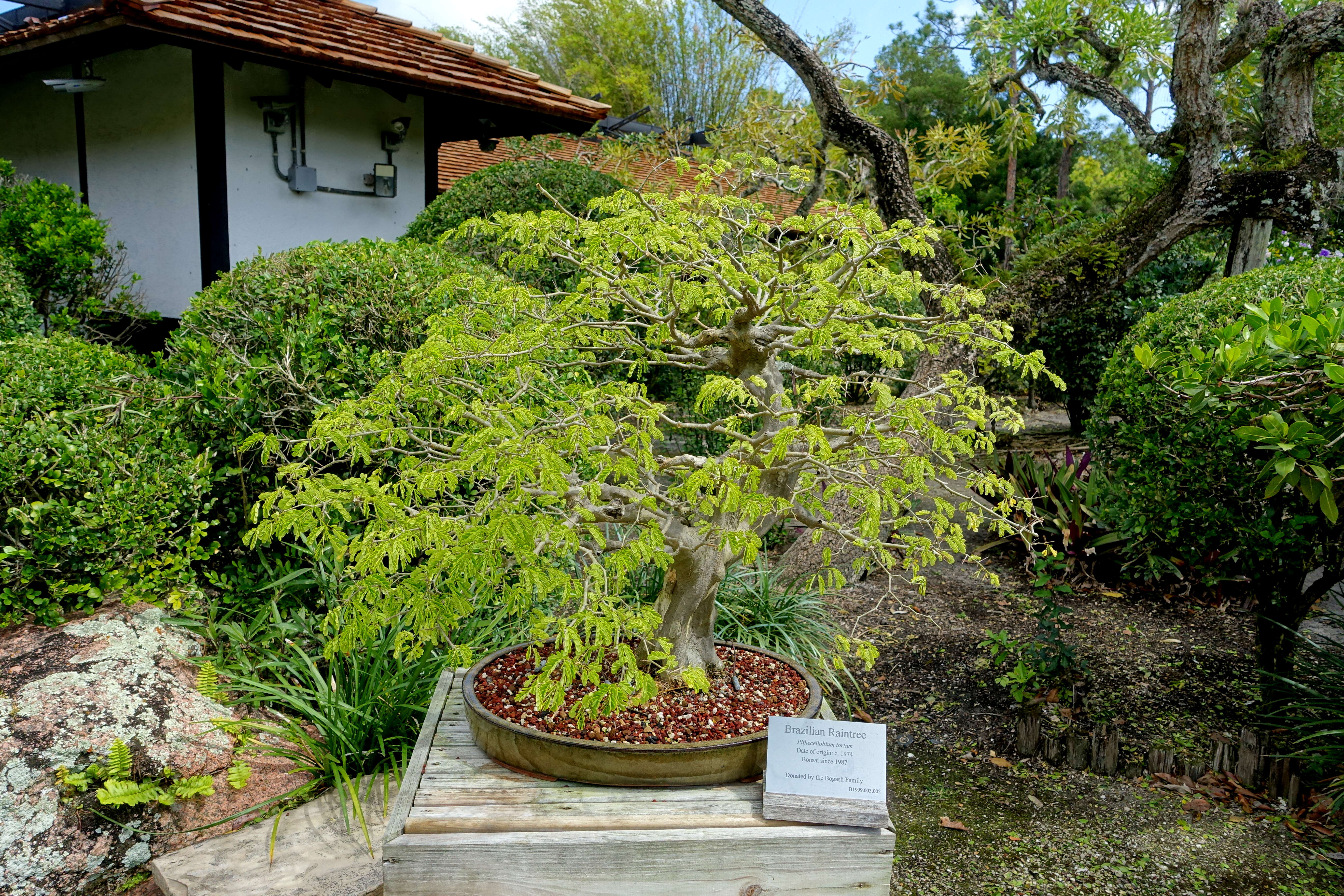 Plancia ëd Chloroleucon tortum (Mart.) Pittier