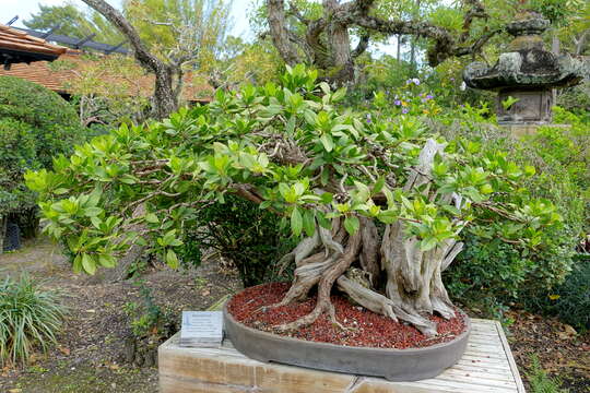 Image of mangrove