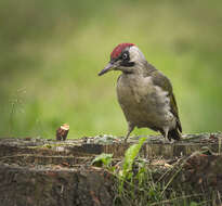 Image of Eurasian Green Woodpecker