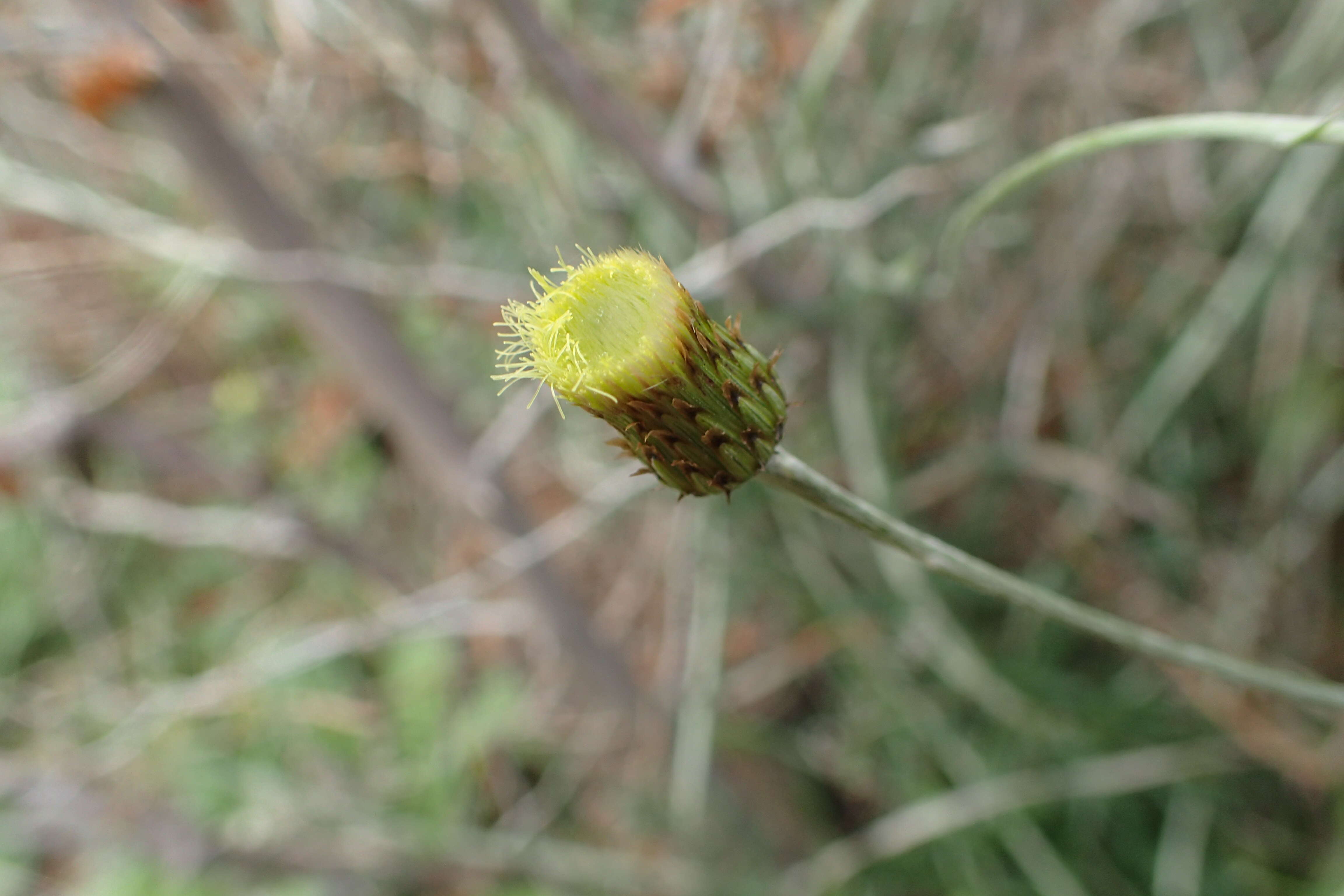 Image of Phagnalon saxatile (L.) Cass.