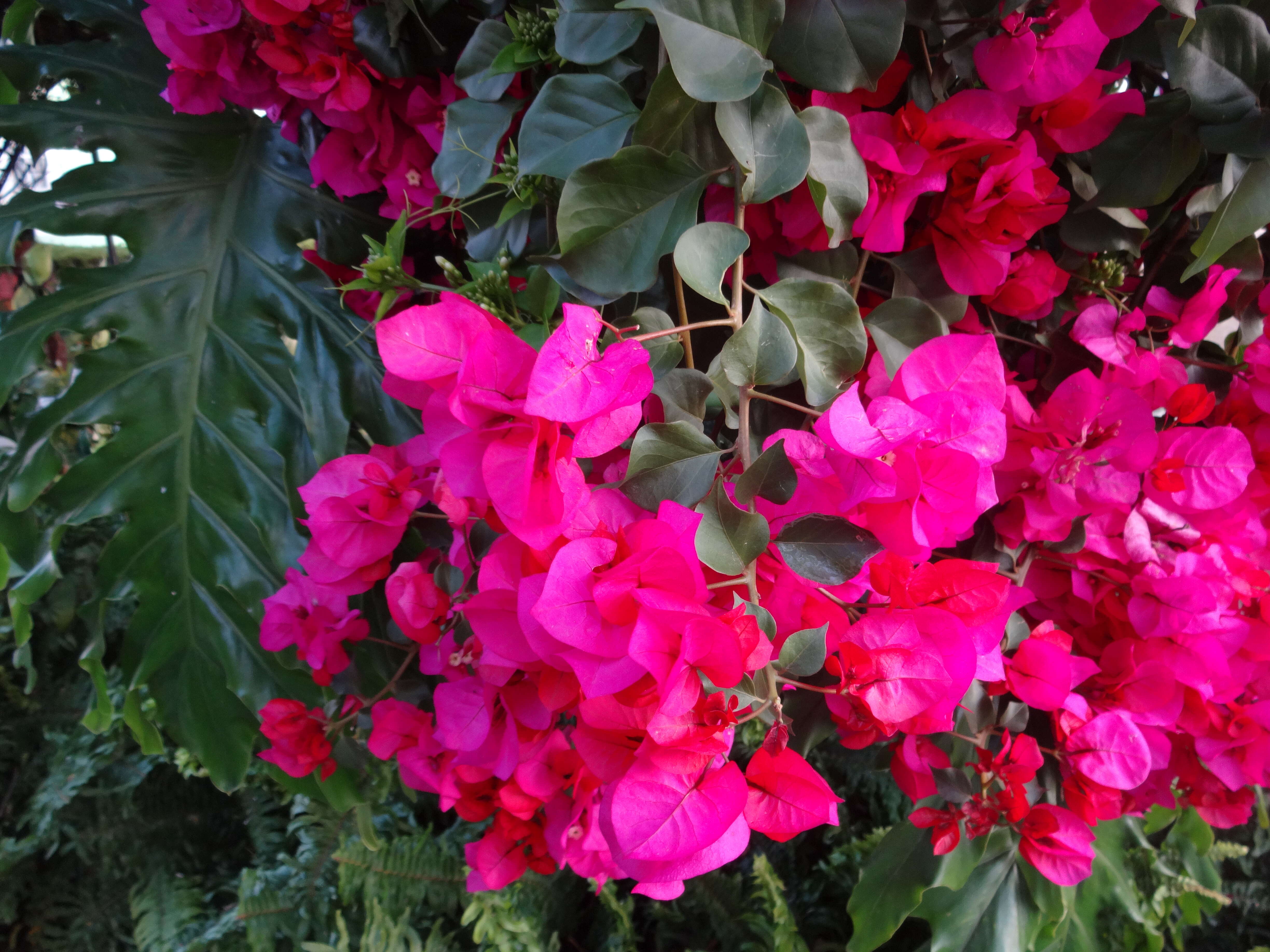 Слика од Bougainvillea