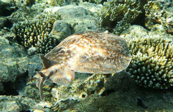 Image of Leopard Torpedo