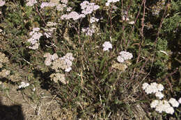 Image of yarrow, milfoil