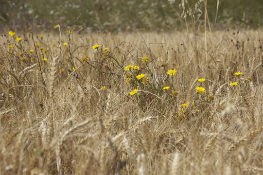 Image of corndaisy